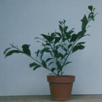 Photographie au printemps 1987 du Ficus benjamina de 1983