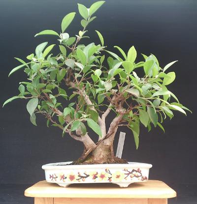 Ficus benjamina de 1983
