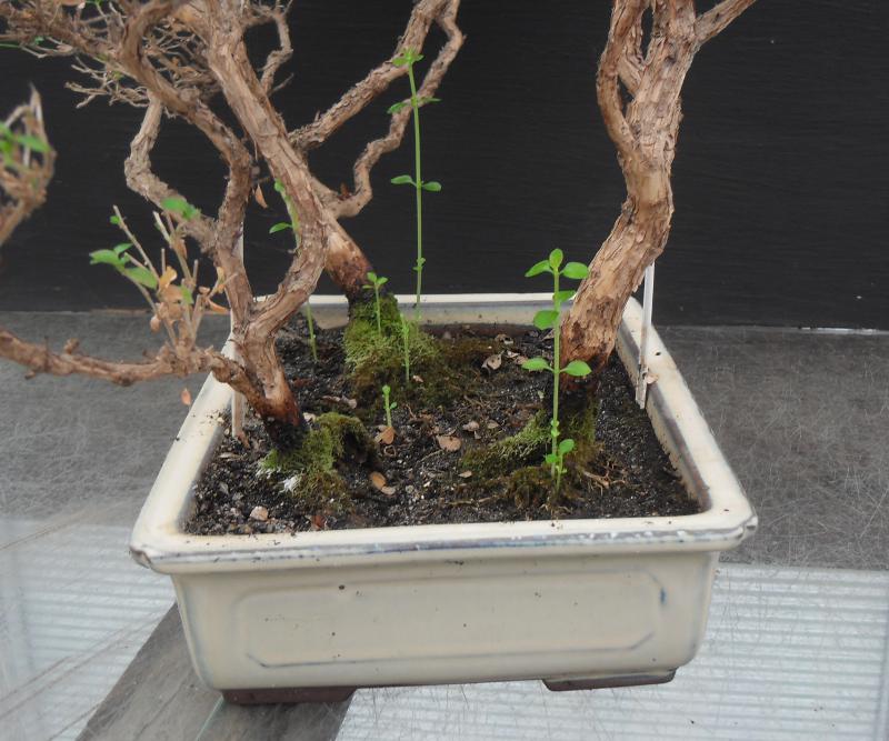 Serissa foetida détail des repousses