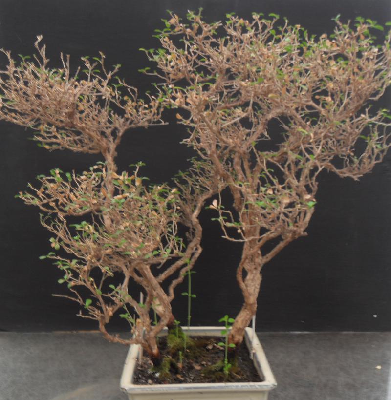 Serissa foetida avec les feuilles sèches en hiver