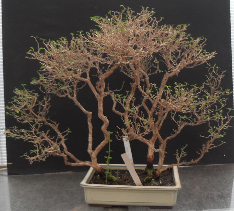 Serissa foetida en hiver avant la reprise de végétation