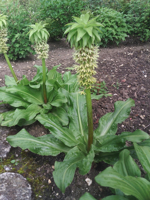 Fleurs d'Eucomis autumnalis