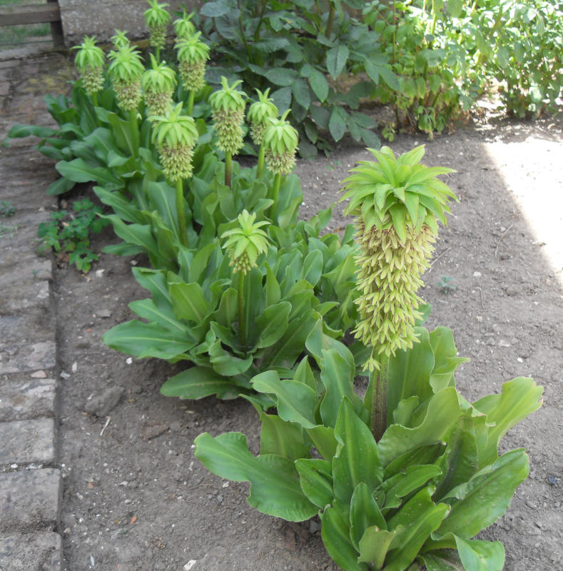 Fleurs d'Eucomis autumnalis