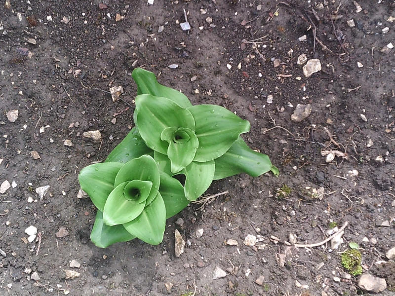Pousse d'Eucomis autumnalis