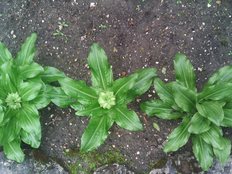 Début de floraison d'Eucomis autumnalis