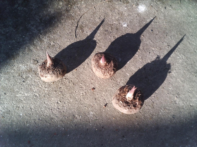 Tubercules de Sauromatum guttatum
