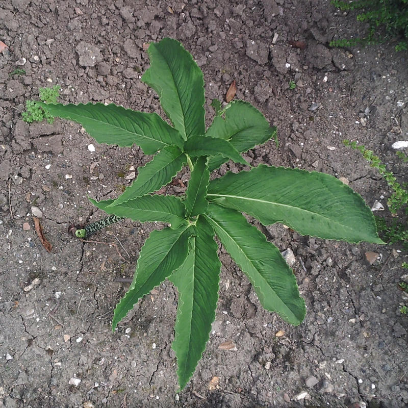 Feuille de Sauromatum guttatum