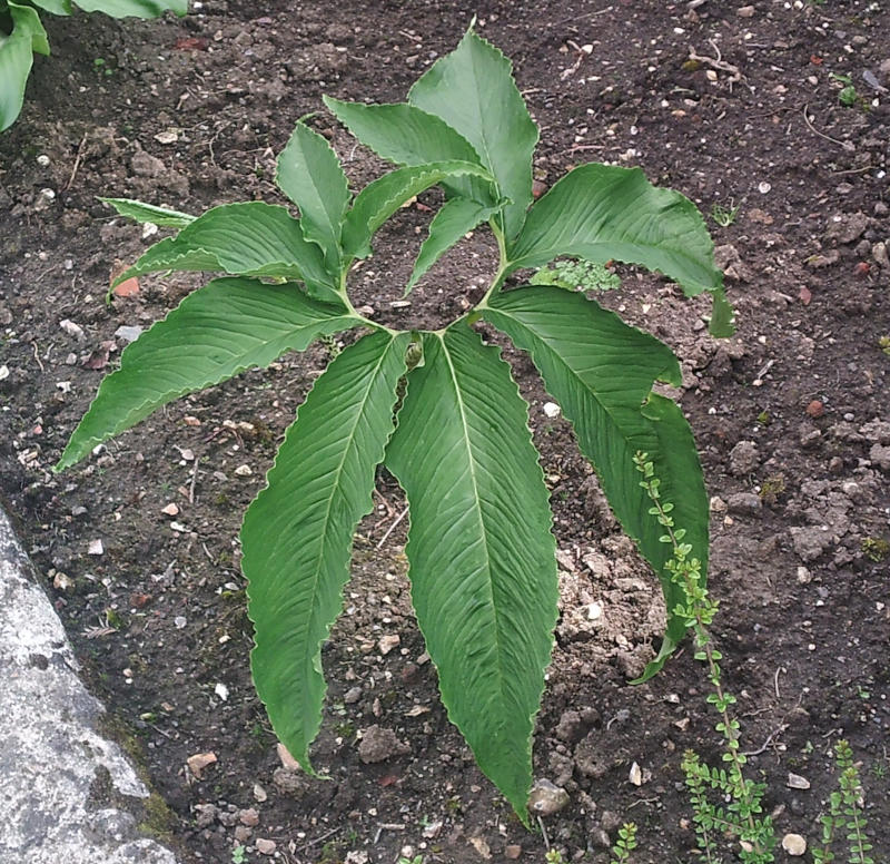 Feuille de Sauromatum guttatum