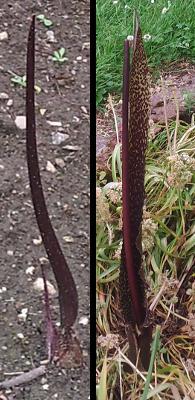 Fleurs de Sauromatum guttatum