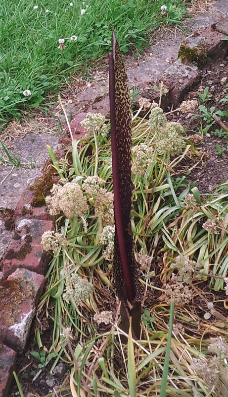 Fleur de Sauromatum guttatum