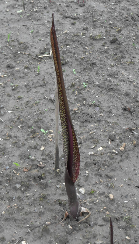 Fleur de Sauromatum guttatum