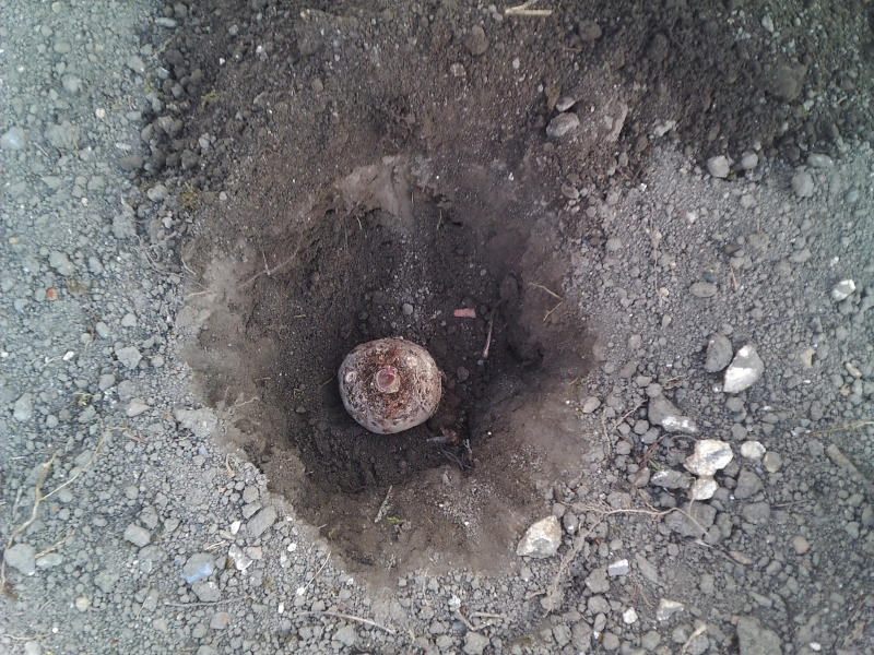 Plantation de tubercule de Sauromatum guttatum